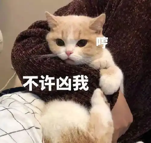 担心表情包猫咪王梦龙