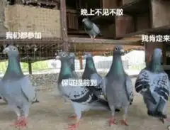  网络常见表情包之鸽子