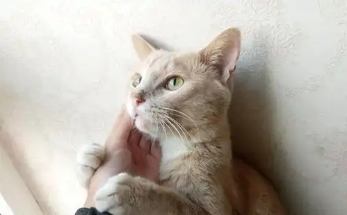 猫咪冲刺表情包爱猫