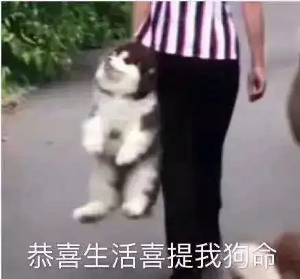 支棱起来动图表情包生活