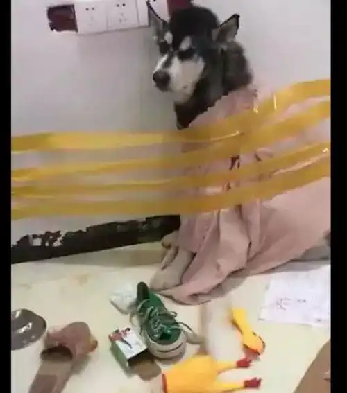 哈士奇表情包动图委屈