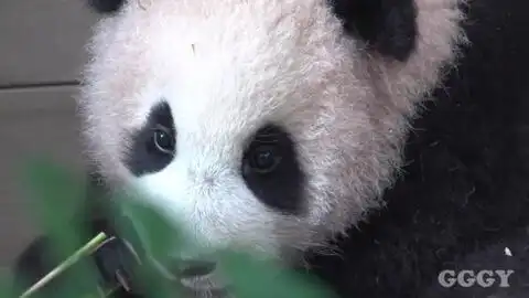  210111高清激萌大熊猫福宝大熊猫华妮带崽小团子真是太可爱啦