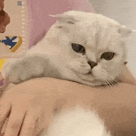  网红猫咪蛋蛋表情包二