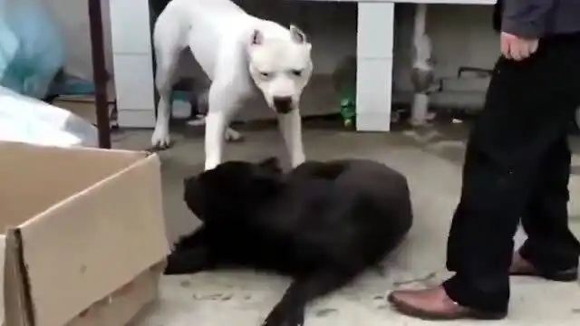  面对凶猛的杜高犬,卡斯罗被吓得趴地上认怂大哥,我认输了行不