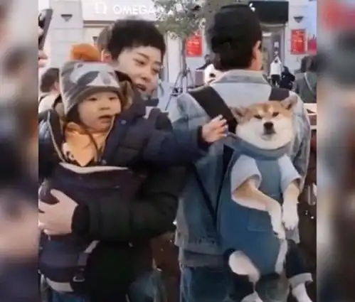  爸,他扒拉我萌娃路遇宠物狗忍不住上手,狗子的表情太无辜