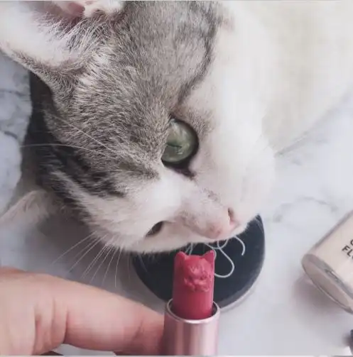  颜值即正义瓷妆超萌猫头平价好看美到犯规