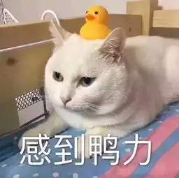  普通猫也能变网红有个会摄影的主人就够了
