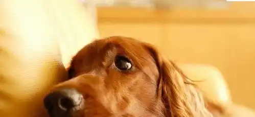  狗狗为什么总是盯着铲屎官看背后的原因竟然是这些