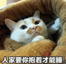  表情包喵星人说,可以偷走你的小心心吗