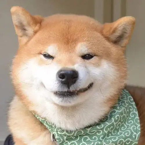  霸道总裁网红柴犬10岁了,以歪嘴笑走红网络,堪称移动表情包