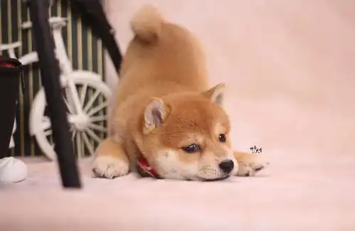  争议话题怀孕可以养柴犬吗