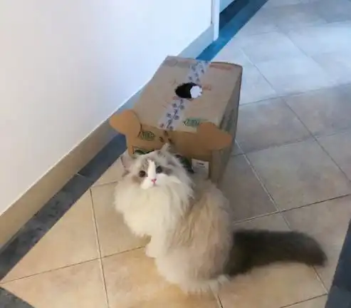  猫咪收到一个纸箱,开心到表情管理失败wink吐舌头,嘤嘤嘤萌爆