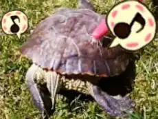  搞笑20141211最萌乌龟大跳扭屁股舞二货宠物欢乐多