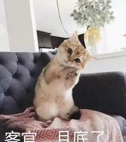  我真的没有养猫盘点那些莫名其妙被收编的铲屎官