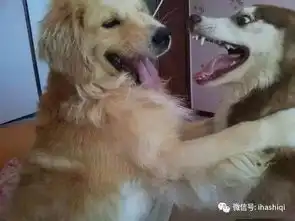  二哈打架全靠表情,不服不行