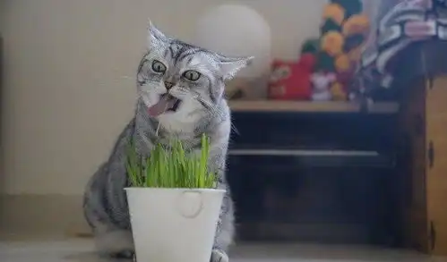 一只超级邪恶的猫,这坏坏的笑呢可爱到掉渣啊