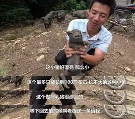 小猪喊到一系列表情包竹