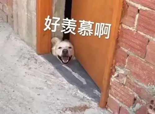  表情包都说了让你别碰爱情这玩意