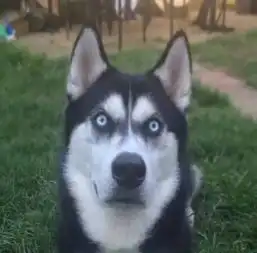  千万别惹你家狗狗生气,人家也是有脾气的好不好...