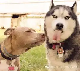  哈士奇与比特的逗比表情包基友的世界你不懂