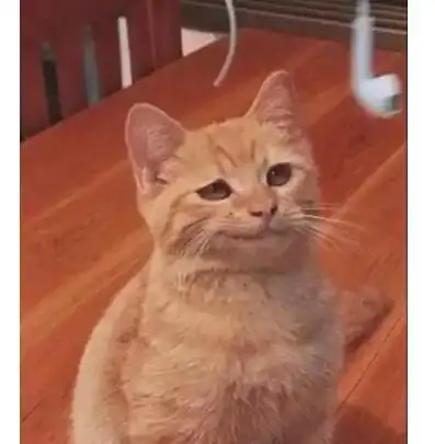 世界上最悲伤的猫居然笑了这可爱的萌萌子治愈今日不开心 世界上最悲伤的猫居然笑了这可爱的萌萌子治愈今日不开心