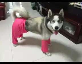  主人给哈士奇穿上了一件红色秋裤,配上它的表情,也太妖娆了吧