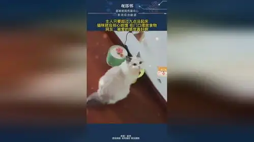  主人只要超过九点没起床猫咪就会担心她饿在门口摆放食物网友被爱的感觉真好啊