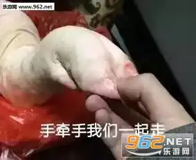 鸽子搞笑表情包