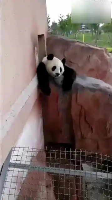  大熊猫太无聊了,谁来陪我玩会