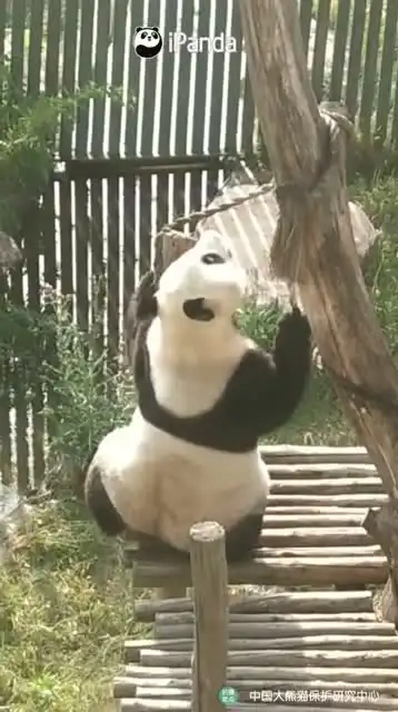 生气熊猫表情包动图一只