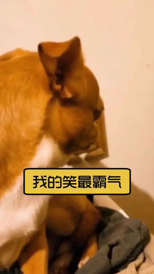  这狗子绝对是成精了的,这小表情也太嘚瑟了吧