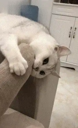  猫咪不见了,主人很着急,到客厅后忍不住笑了