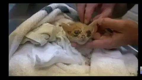  解救猫猫,好人一生平安
