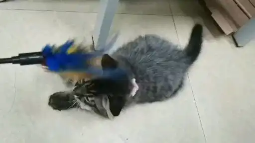  大神帮忙看下这是啥猫球球了好人一生平安