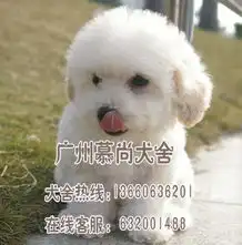  标题出售纯种比熊幼犬品相极佳保健康.纯正血统健康活泼