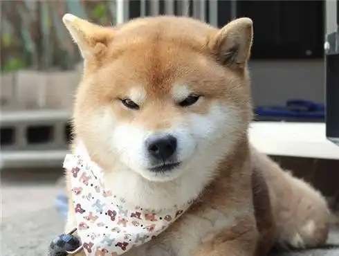  怎么知道狗狗在生气什么表情