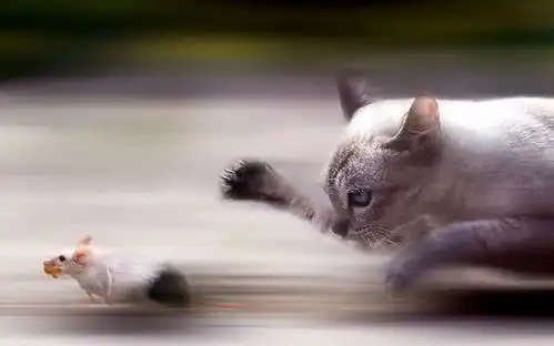  猫也会得狂犬病40多种人猫共患病,你该怎么防