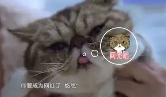  宠物医院呆萌加菲猫,也有小脾气