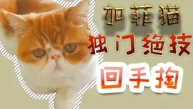  加菲猫的表情亮了vlog24