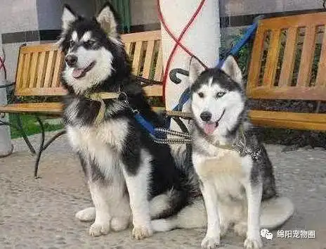  阿拉斯加or哈士奇别再傻傻分不清楚性格