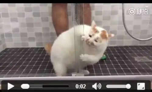  猫界表情包楼楼因病去世,它变成小天使回喵星了