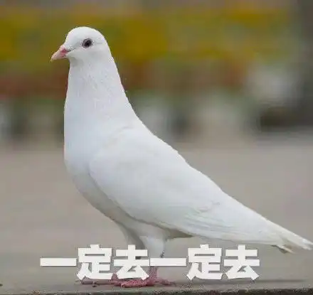  鸽表情包鸽微信表情包鸽qq表情包发表情fabiaoqing.com