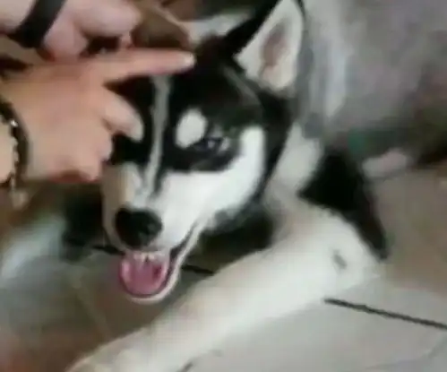  哈士奇犯错被抓反而还凶主人,结果主人拿出了这个,二哈立马认怂