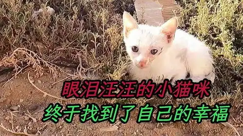  一只眼泪汪汪的小猫咪,用自己的小脑袋蹭着好心人,希望有一个家