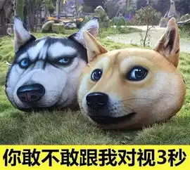  二哈和贱柴斗了这么多年,今天终于能分个胜负了