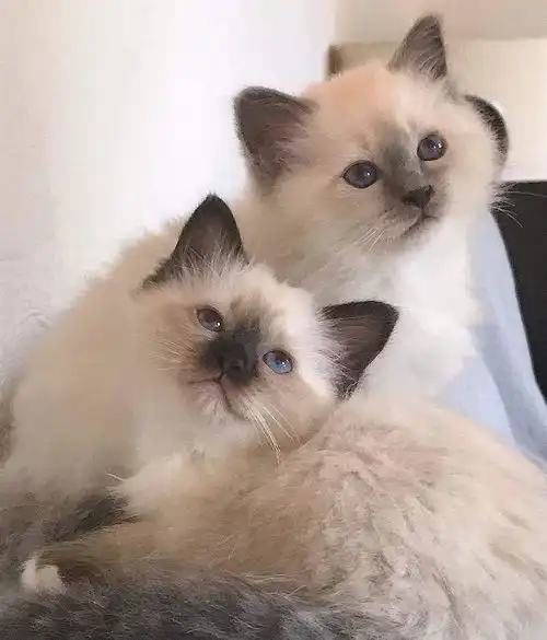  夸奖猫猫能听懂,猫通过语气和表情来判断,公猫更喜欢被人夸奖