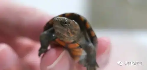  小环境养龟用什么过滤器好