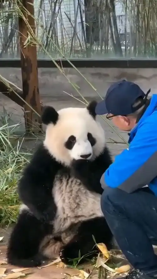 熊猫奶爸,我看着你满眼都是爱心 熊猫奶爸,我看着你满眼都是爱心