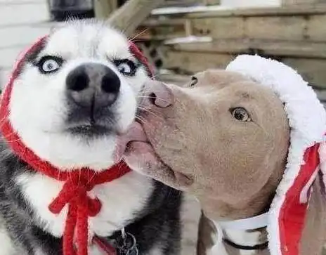  比特犬遇到哈士奇,这深情一舔,二哈的表情很绝望