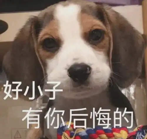  今日份最沙雕表情包